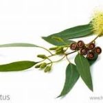 Eucalyptus Essential Oil – 10ml